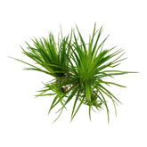 091 TC Eriocaulon cinereum